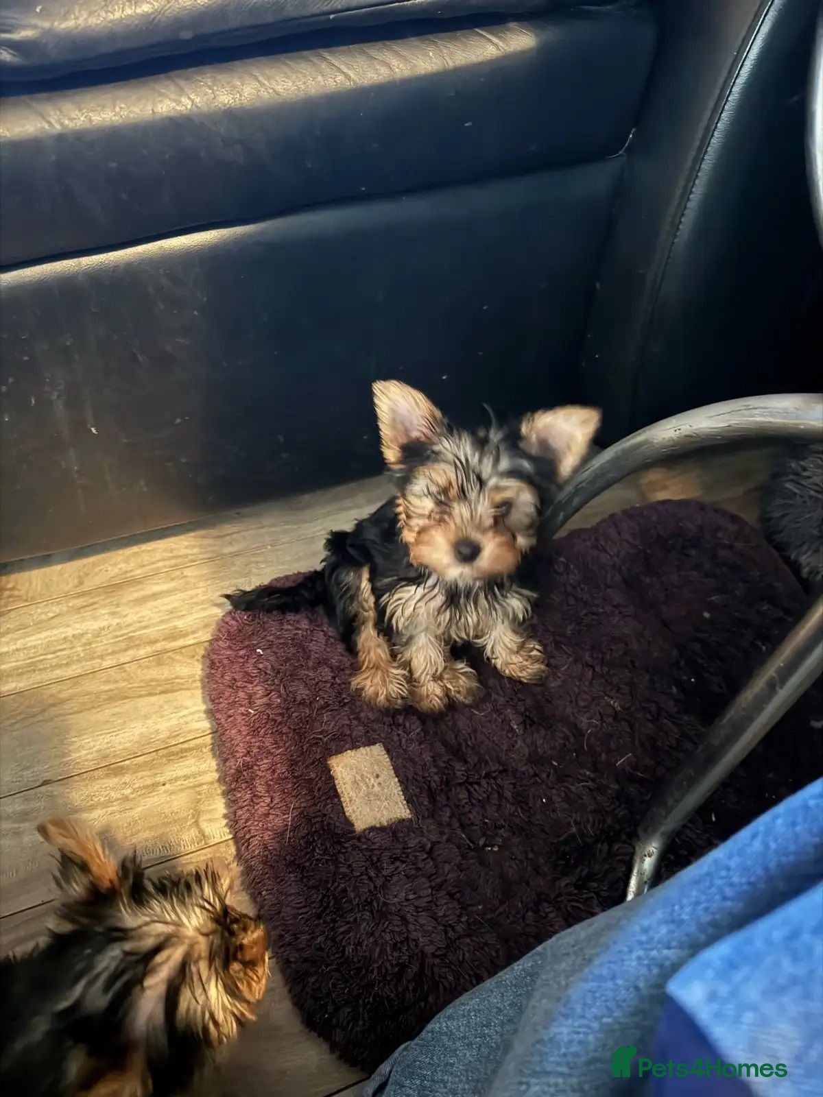 Yorkshire Terrier dogs Yorkshire Terrier pups available for sale - Advert 6