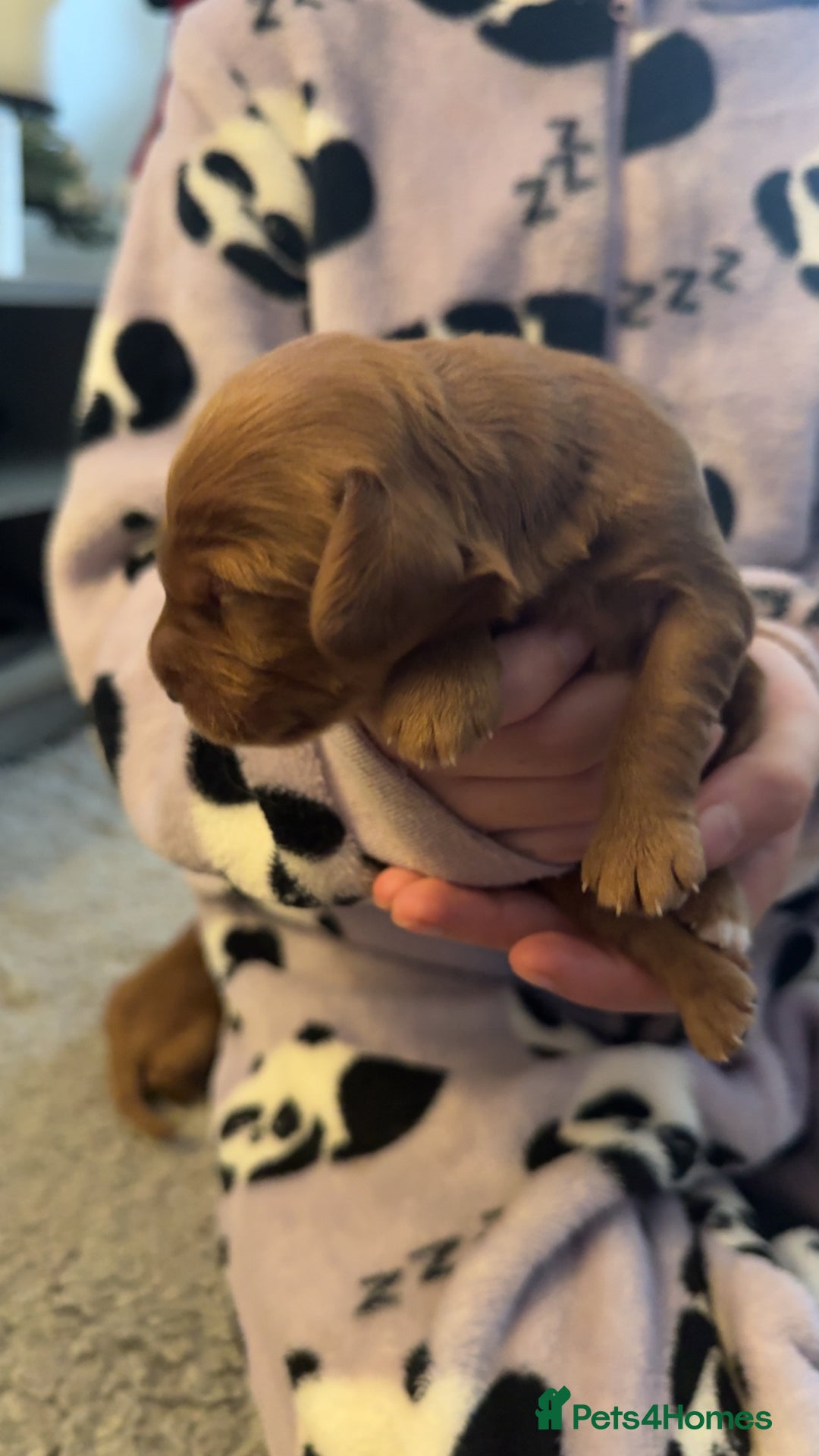 Cockapoo dogs for sale: Cockapoo F1 - Advert 18