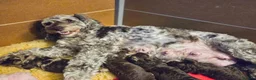 Cockapoo dogs for sale: Multigen Chocolate Merle Cockapoo Puppies - Advert 3