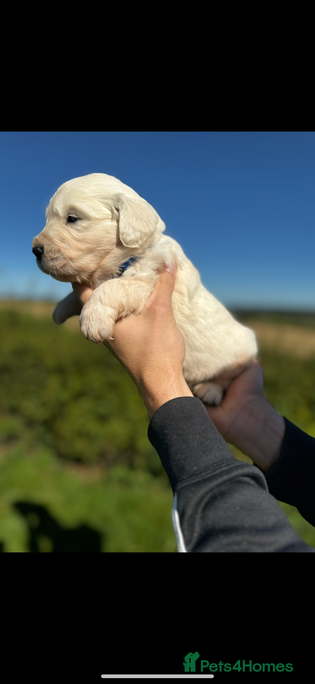 Golden Retriever dogs for sale: ⭐️ health tested kc reg puppies ⭐️ - Advert 5