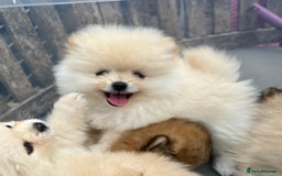 Pomeranian dogs for sale: Pomeranian  puppies  - Image 10