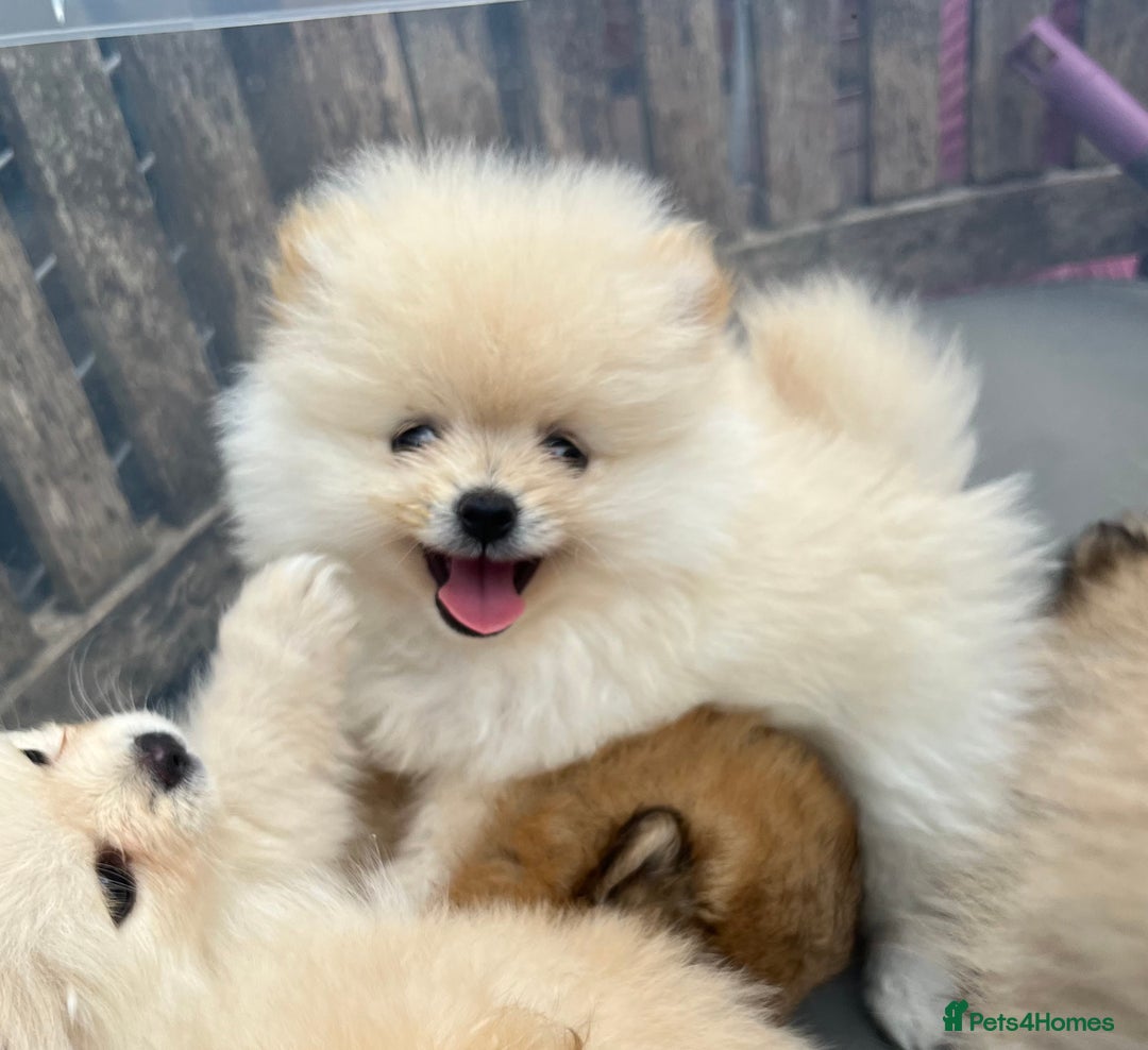 Pomeranian dogs for sale: Pomeranian  puppies  - Image 10
