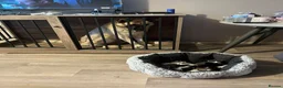 Mixed Breed cats for sale: Lovely kittens need a loving home - Advert 24