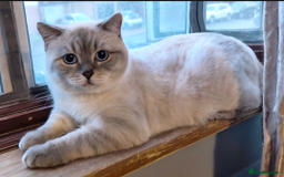 Scottish Fold cats for sale: TICA Pedigree Scottish Straight Boy🐾Rare colour🐾 - Image 11