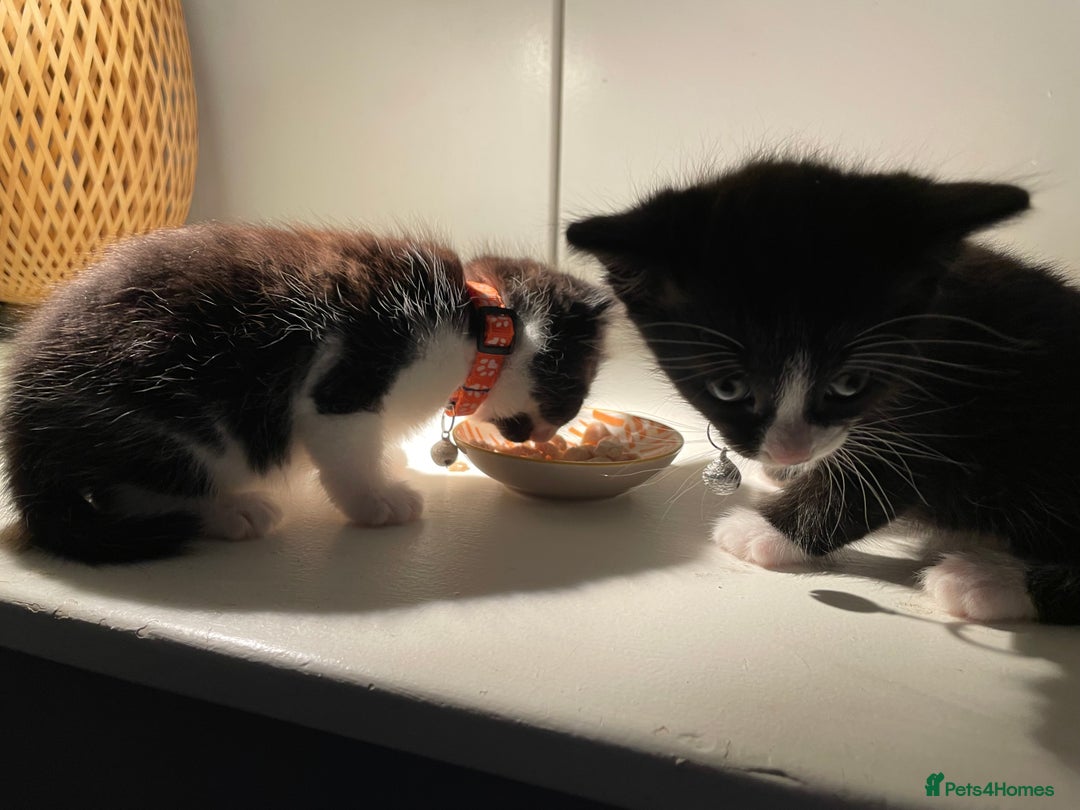 Mixed Breed cats for sale: Three energetic kittens: Noodle, Peanut and Daisy - Advert 20