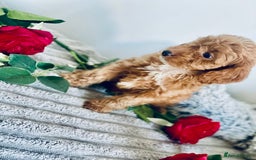 Cavapoo dogs for sale: 🐶 Beautiful F1B Cavapoo Puppies for Sale 🐶 - Image 26