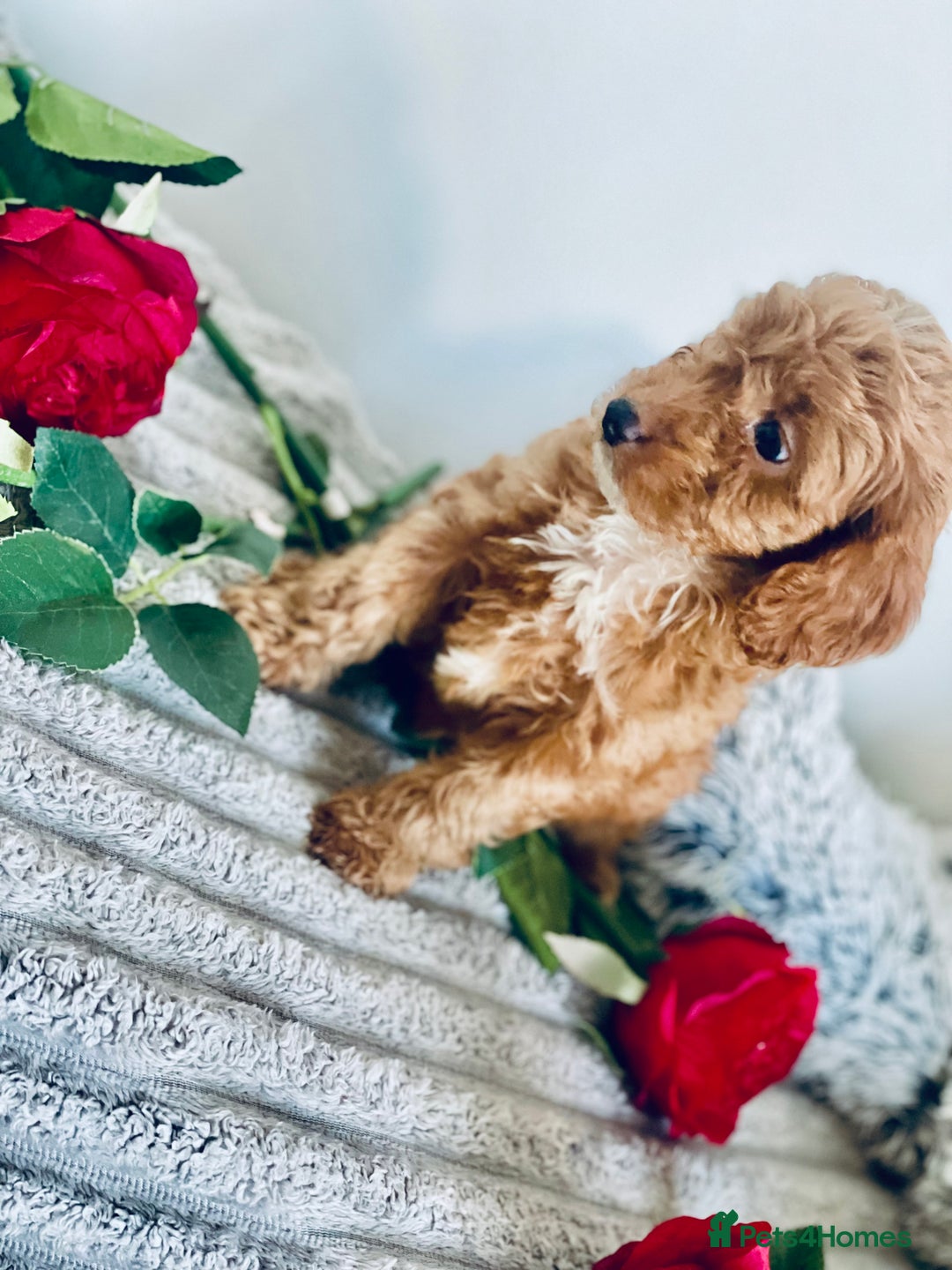 Cavapoo dogs for sale: 🐶 Beautiful F1B Cavapoo Puppies for Sale 🐶 - Image 26