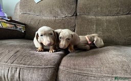 Dachshund dogs for sale: Miniature Dachshund Puppies for sale  - Image 10
