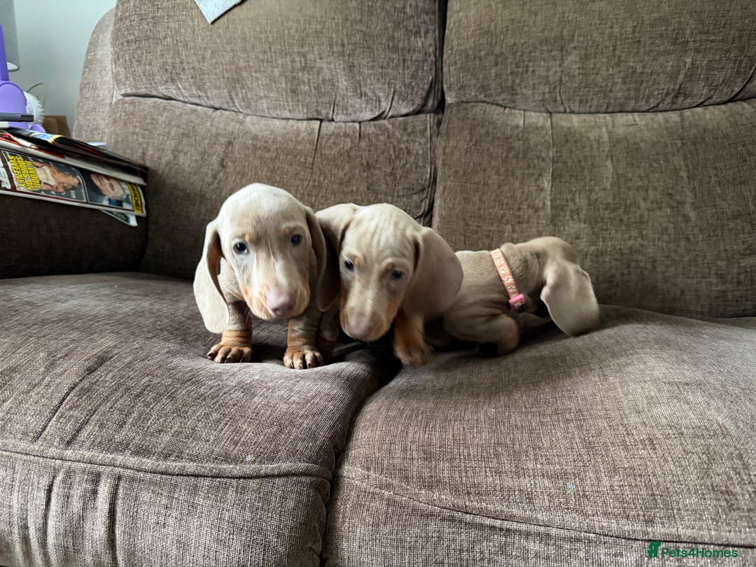 Dachshund dogs for sale: Miniature Dachshund Puppies for sale  - Image 10