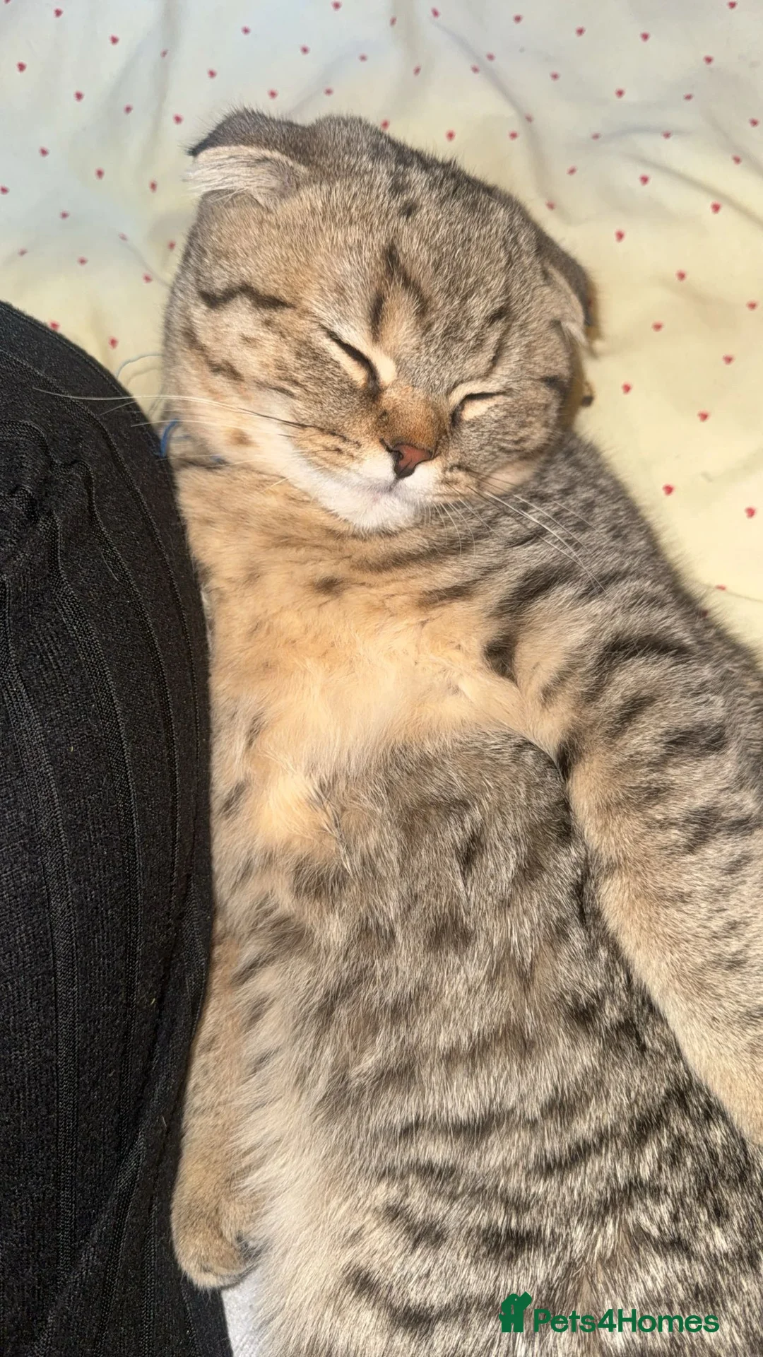 British Shorthair cats for sale: Scottish fold/british shorthair in Dudley - Advert 9