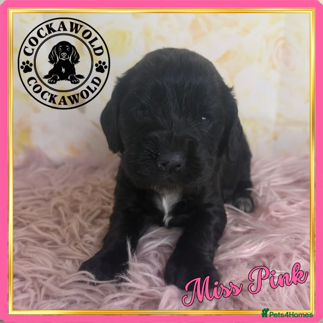 Cocker Spaniel dogs for sale: 🖤 Quality Black RKC Cockers 🖤 Ready Mid March 🖤 - Advert 8