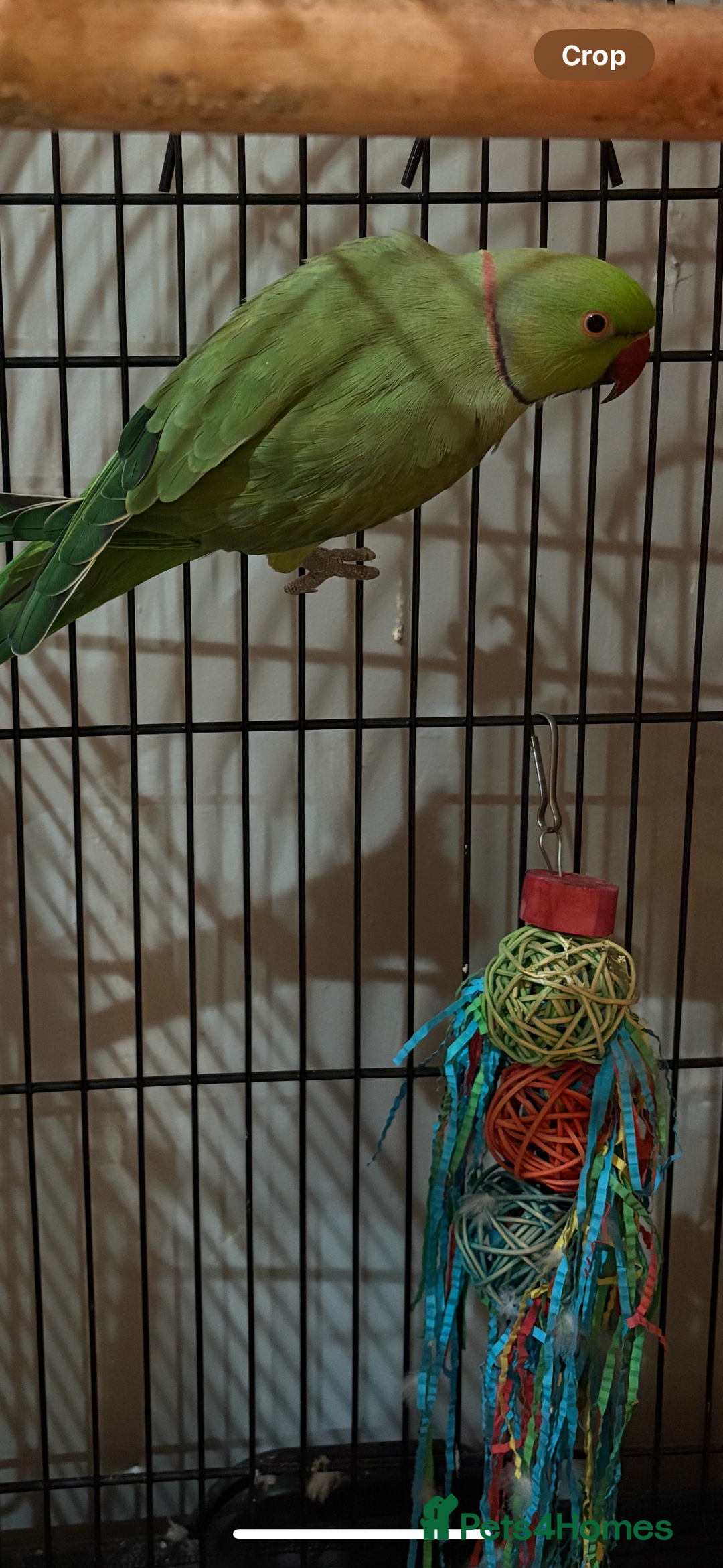 Parakeets birds for sale: Indian ring neck  - Advert 2