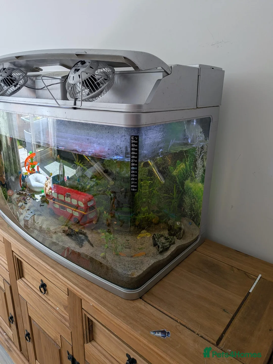 Platies fish for sale: Complete 165L Planted Aquarium Setup + Stock in Herne Bay - Advert 2