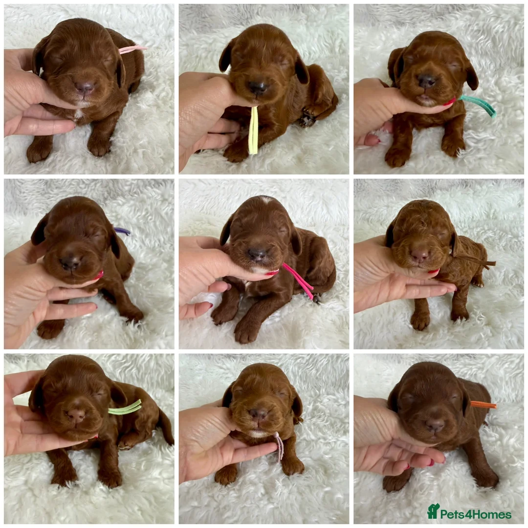 Mini Goldendoodle dogs for sale: Top quality, health tested multi gen DoubleDoodles - Advert 2