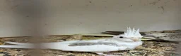 Budgerigars birds for sale: Bf, split bf, cockatiel, normals and canary - Advert 15