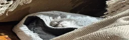 Maine Coon cats for sale: TICA-Registered Silver Maine Coon Kittens - Advert 19