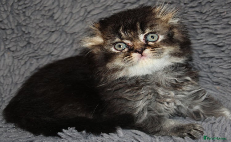 Scottish Fold cats - Advert 1