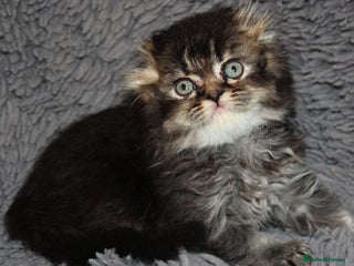 Scottish Fold cats - Advert 25