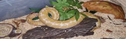 Boa Snake reptiles for sale: Kenyan Sand Boa Snow CB22 - Advert 2