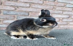 Netherland Dwarf rabbits for sale: Netherland Dwarf babies and adults - Image 5
