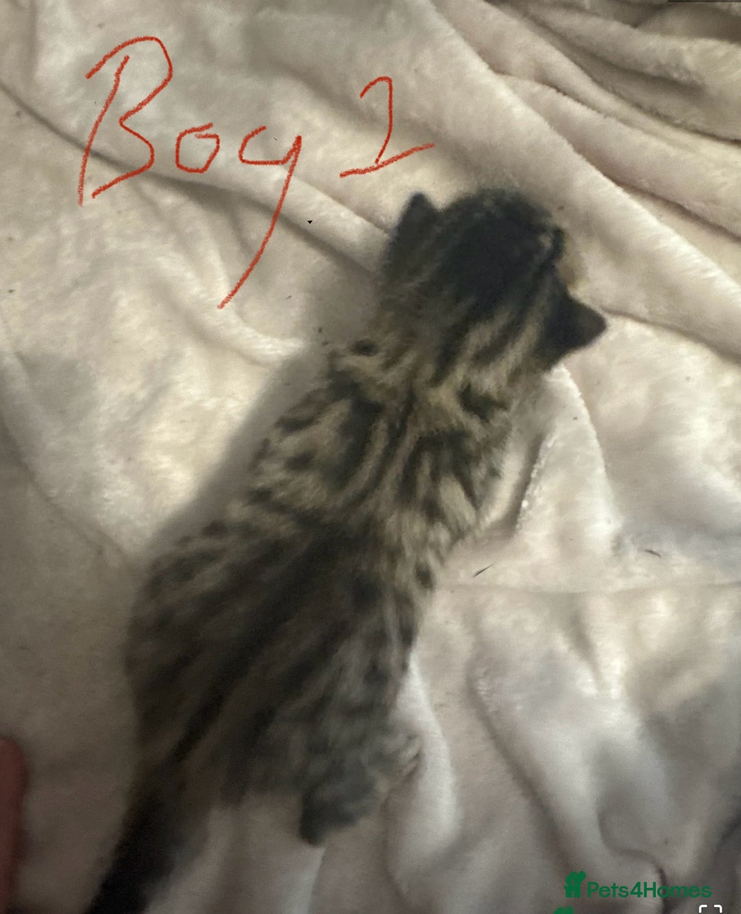 Bengal cats for sale: Bengal cross Maine coon - Image 9
