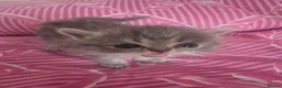 Exotic cats for sale: GCCF Registered Exotic kittens in Wingate - Advert 6