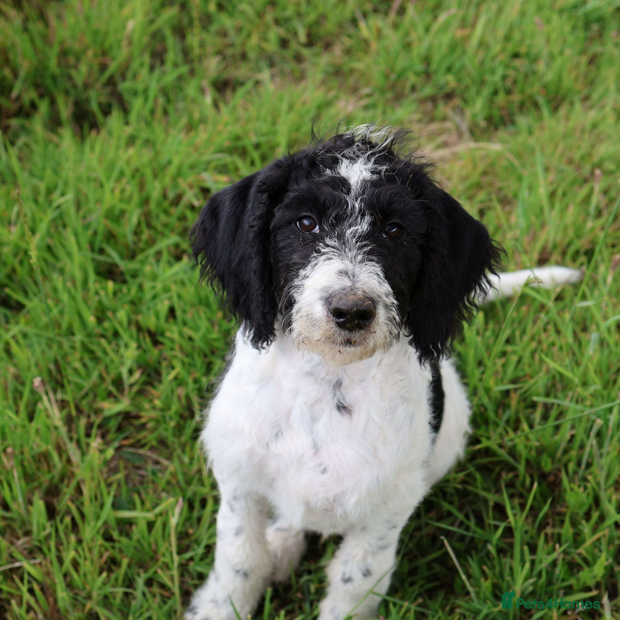 Labradoodle dogs A Better Start Fully Vaccinated Manners HomeRaised - Advert 8