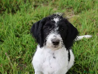 Labradoodle dogs A Better Start Fully Vaccinated Manners HomeRaised - Advert 8