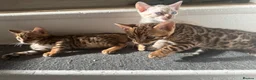 Bengal cats for sale: 3 pure bengals boys available  - Advert 17
