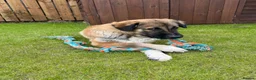 Mixed Breed dogs for sale: Loving Armenian Gampr Male 7 months old in Saltburn-by-the-Sea - Advert 6