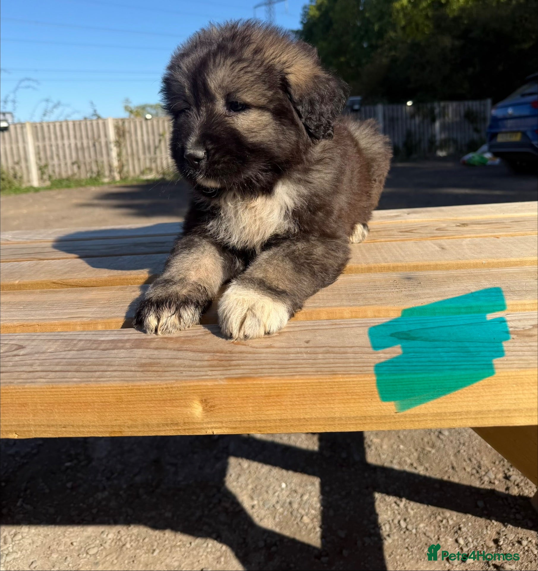 Caucasian Shepherd Dog dogs 3 stunning Caucasian shepherd pups 1 girl 2 male - Advert 10