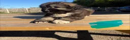 Caucasian Shepherd Dog dogs for sale: 3 stunning Caucasian shepherd pups 1 girl 2 male - Advert 1