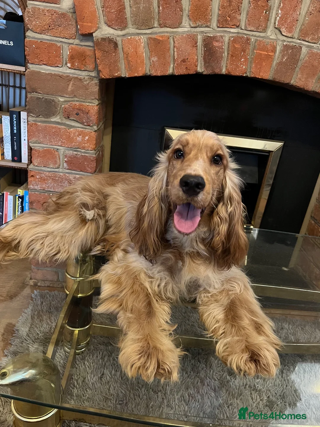 Cocker Spaniel dogs for sale: Rehoming Kc show cocker spaniel girl - Advert 2
