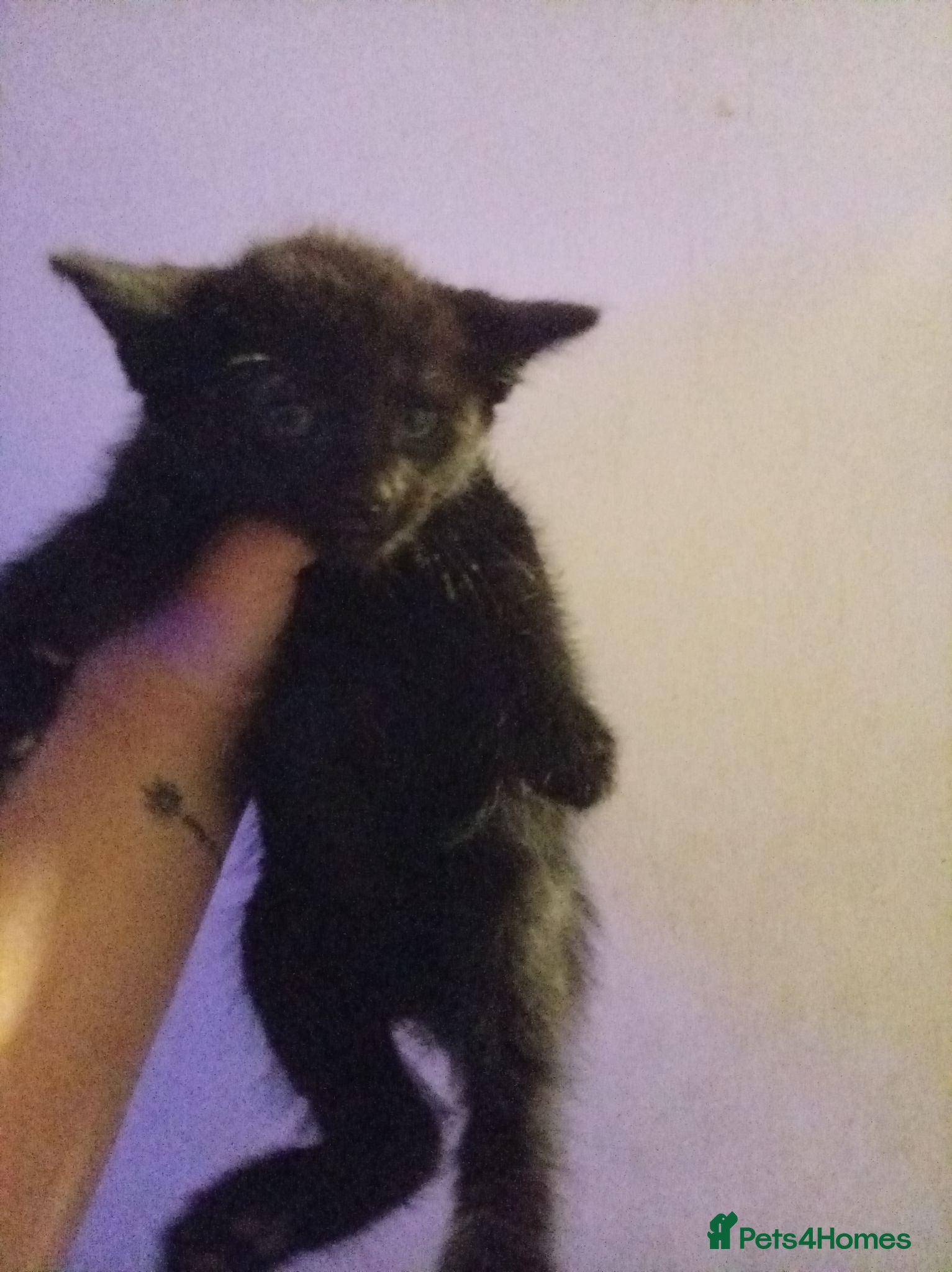 Mixed Breed cats Kitten  - Advert 1