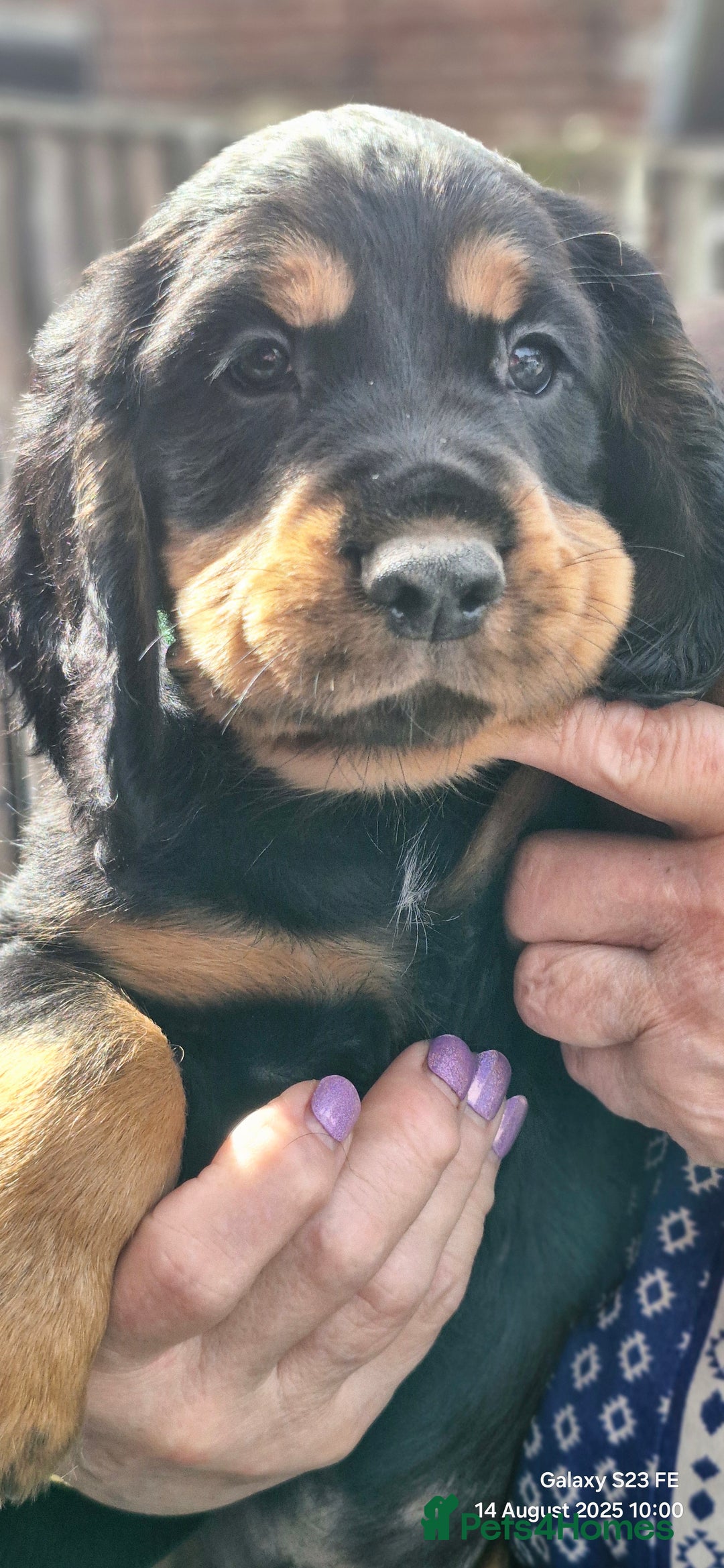 Cocker Spaniel dogs for sale: Cocker Spaniel puppies - Image 14