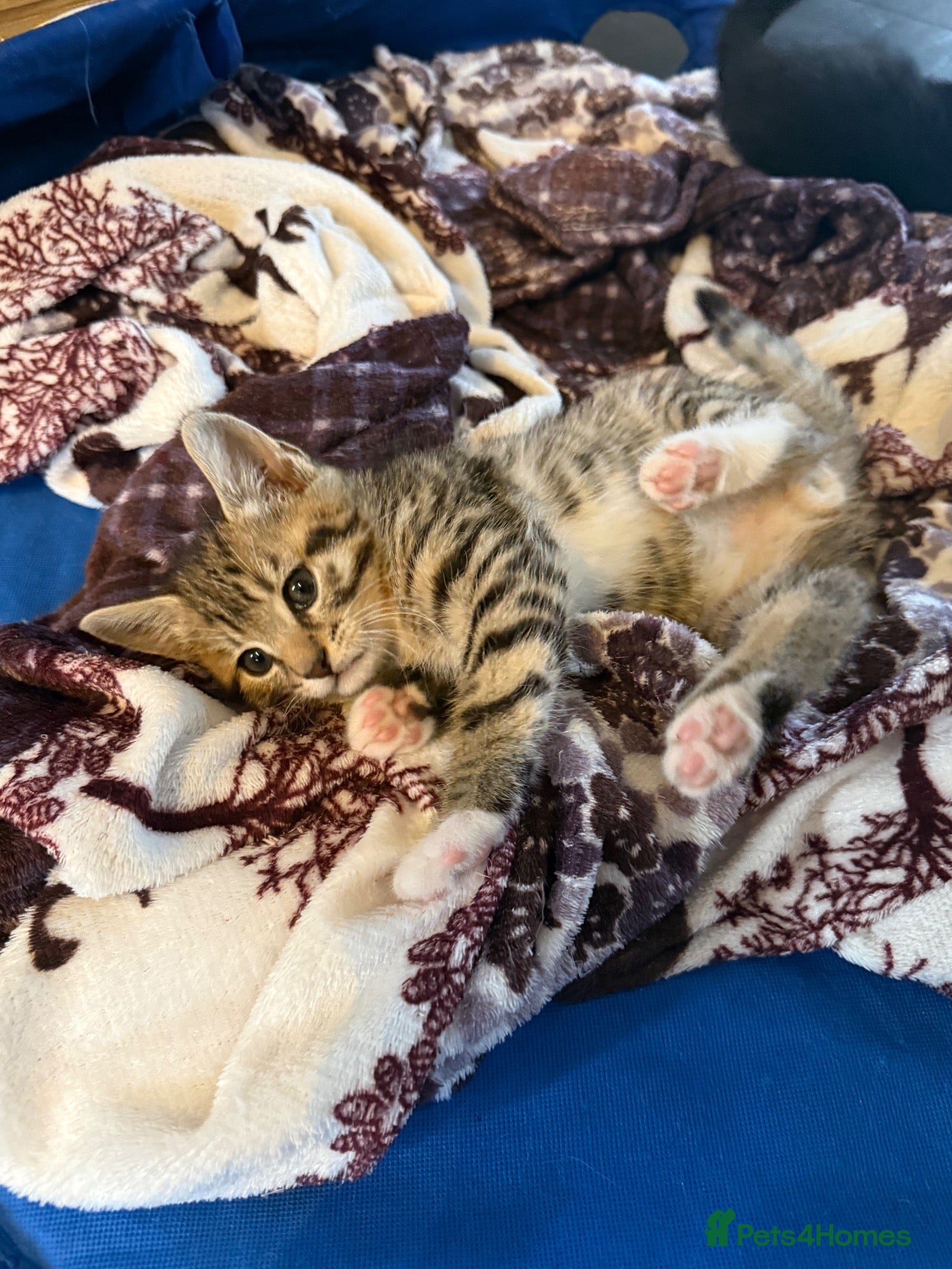Mixed Breed cats Lovely Kittens for Sale only 2 left - Advert 1
