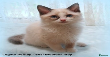 Ragdoll cats - Advert 13