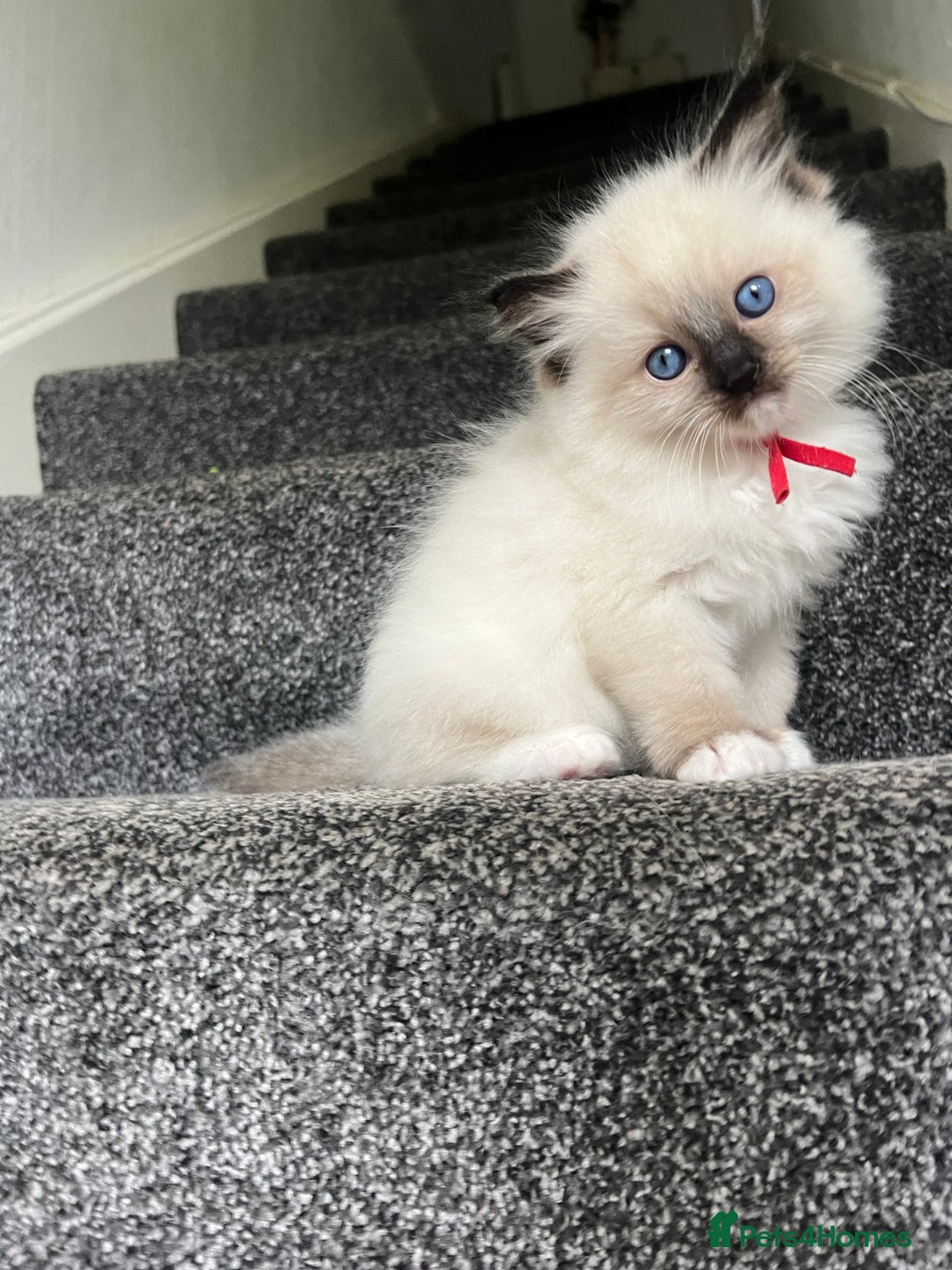 Ragdoll cats for sale: **LAST BOY** CHUNKY RAGDOLL KITTENS FOR SALE - Advert 12