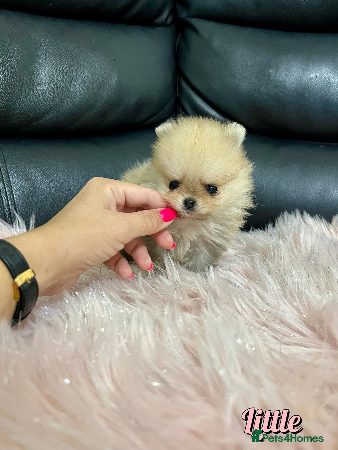 Pomeranian dogs for sale: 🔥Very Tiny🧸 Top Quality  - Image 9