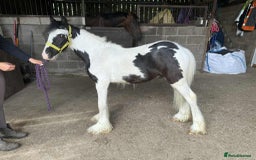 Irish Cob horses for sale: Pirate the pint size gypsy cob  - Image 3