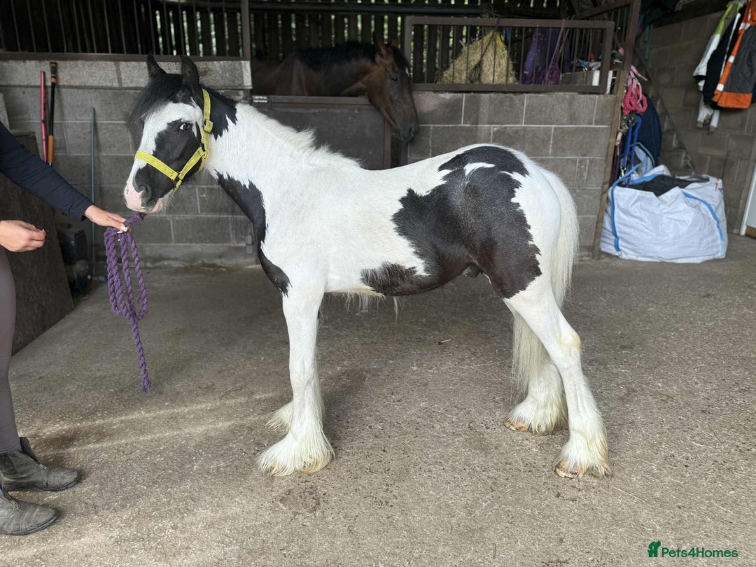 Irish Cob horses for sale: Pirate the pint size gypsy cob  - Image 3
