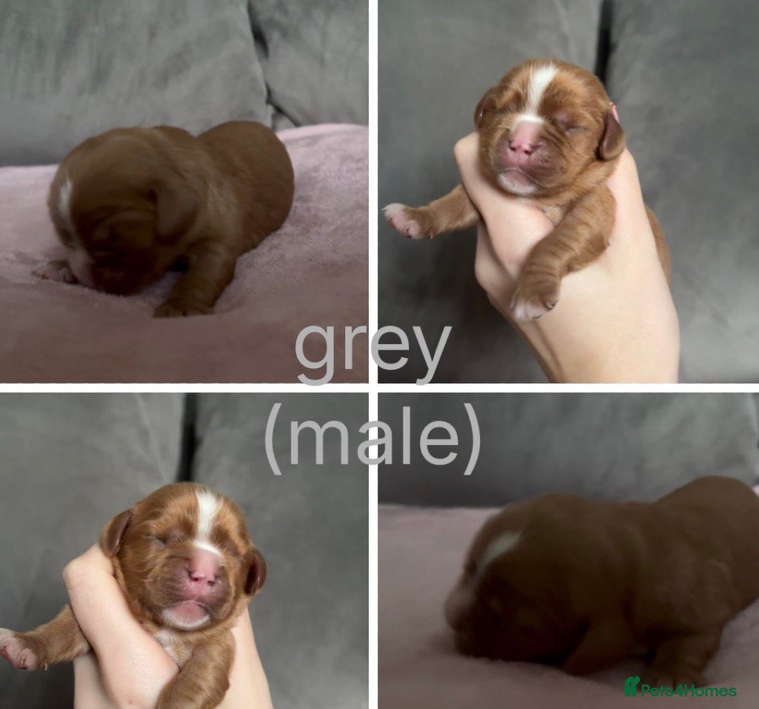 Cavalier King Charles Spaniel dogs for sale: Beautiful litter of KC reg King Charles spaniels - Advert 3