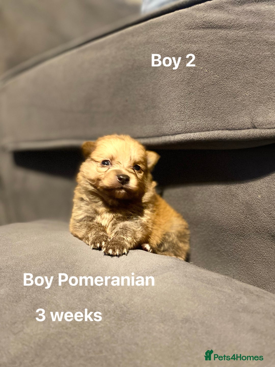 Pomeranian dogs for sale: Pomeranian pups available  - Image 4