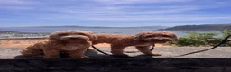 Cockapoo dogs for stud: Kobe 🌟 Stunning F1 miniature cockapoo for stud - Advert 18