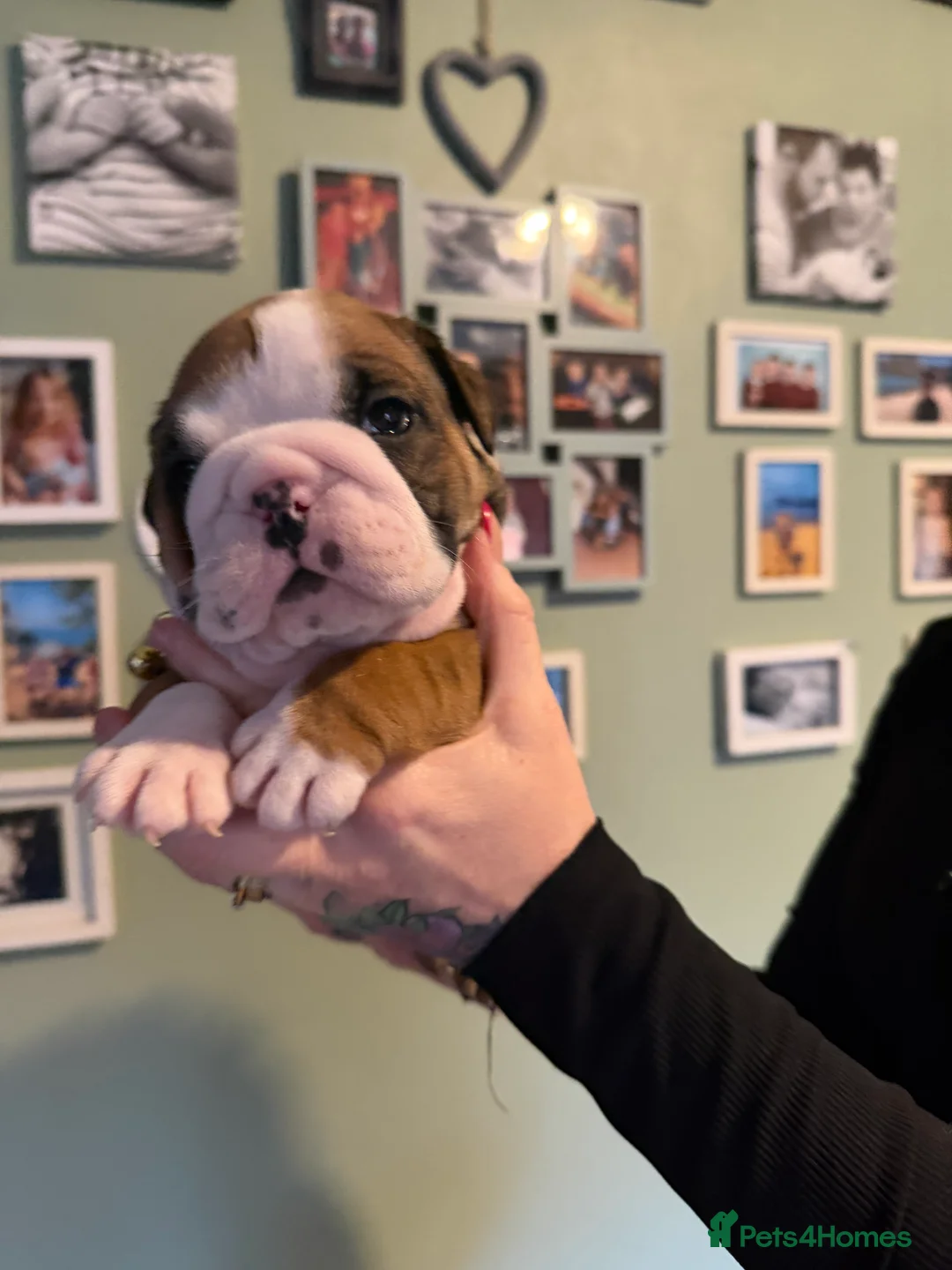 English Bulldog dogs for sale: 🌸💙 top blood line English bulldogs 🌸💙❤️ - Advert 26