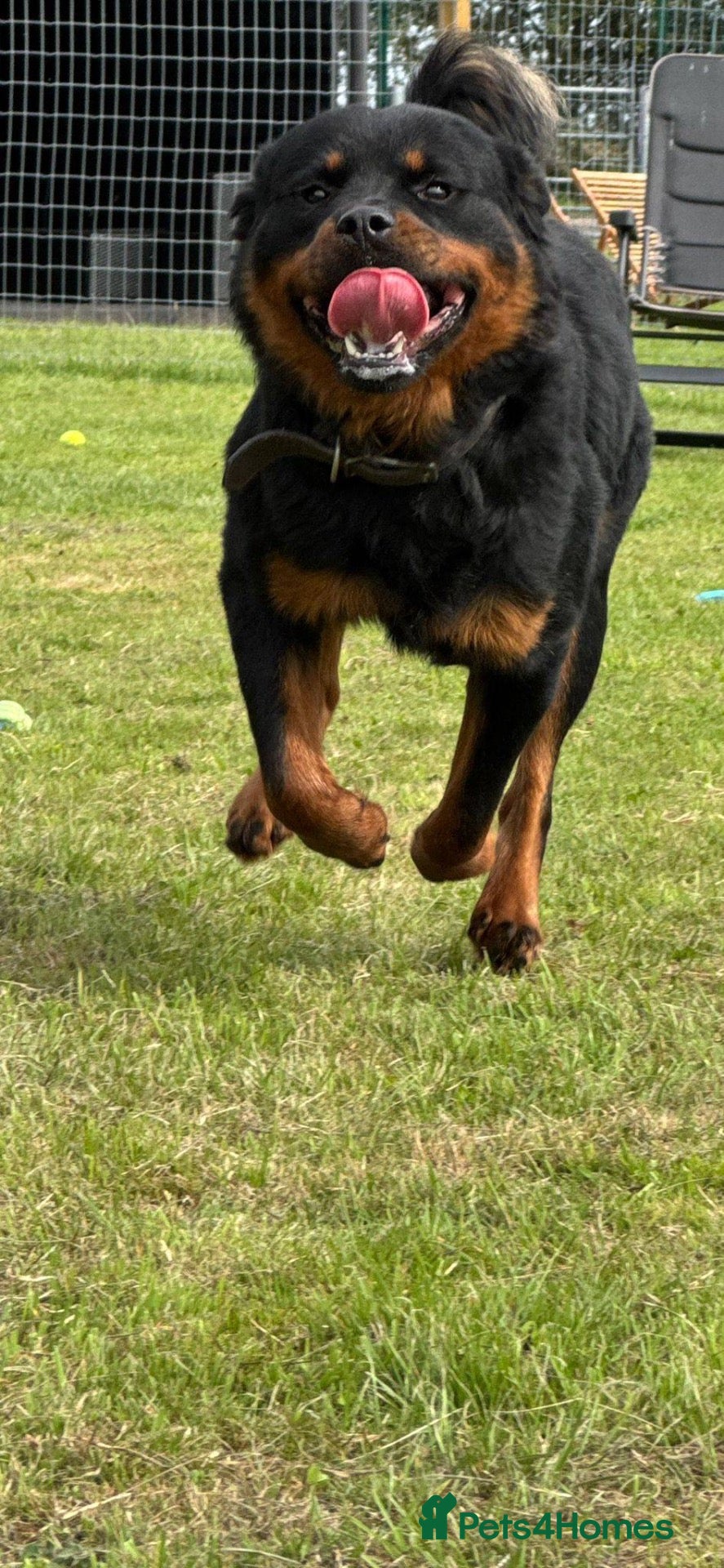 Rottweiler dogs 2 year old Rottweiler  - Advert 9