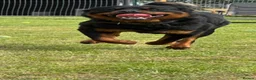 Rottweiler dogs for sale: 2 year old Rottweiler  - Advert 1