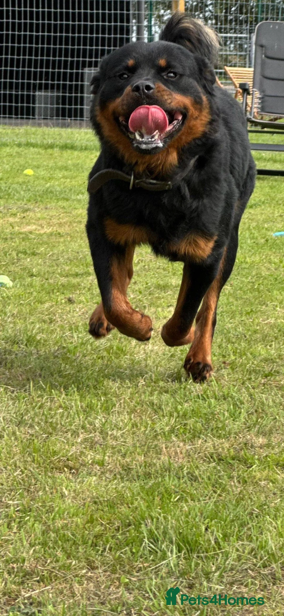 Rottweiler dogs for sale: 2 year old Rottweiler  - Advert 1