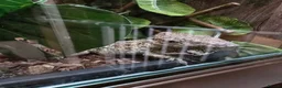 Anole reptiles for sale: Cuban false chameleon - Advert 2