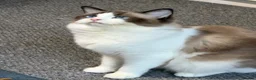 Ragdoll cats for sale: Ragdoll - Advert 4
